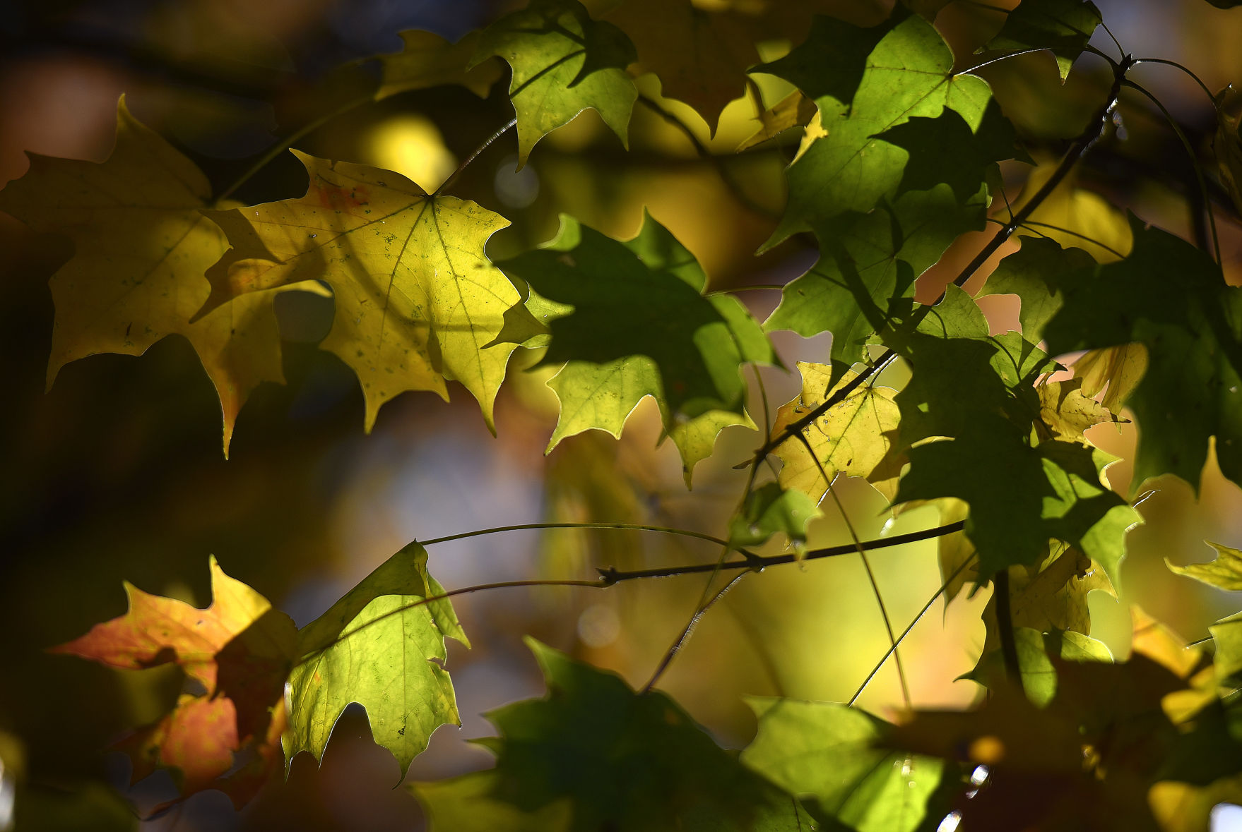 Fall Leaves